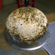An experimental hemispherical mold for mycoterials. This particular example is the process of drying.